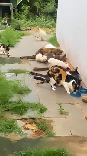 AMADO DEUS Acolhimento de Gatos