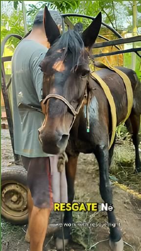 CAVALO DE LATA  Resgate de Cavalos